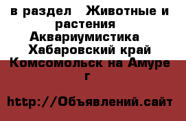  в раздел : Животные и растения » Аквариумистика . Хабаровский край,Комсомольск-на-Амуре г.